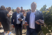 Земеделският министър Пл. Абровски се включи в символичното начало на гроздоберната кампания край Мелник, от региона отчетоха нови лозови масиви и инвестиции