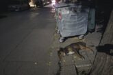 Умишлено отравяне на кучета и котки на територията на община Сандански разтревожи жителите