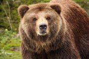 Опасно близо! Мечка се появи в района на зоокъта в Сандански