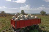 Откраднаха тиквите от имот край Жабокрът