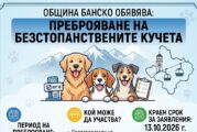 Община Банско започва преброяване на безстопанствените кучета